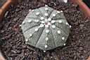 ASTROPHYTUM ASTERIAS.jpg